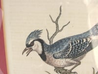 Image 5 of Antique Hand-Coloured Engraving Print, Blue Jay & Summer Red Bird by George Edawrds 1755, Framed 