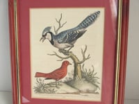 Image 2 of Antique Hand-Coloured Engraving Print, Blue Jay & Summer Red Bird by George Edawrds 1755, Framed 