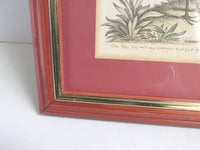 Image 7 of Antique Hand-Coloured Engraving Print, Blue Jay & Summer Red Bird by George Edawrds 1755, Framed 
