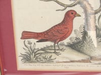 Image 3 of Antique Hand-Coloured Engraving Print, Blue Jay & Summer Red Bird by George Edawrds 1755, Framed 