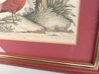 Image 4 of Antique Hand-Coloured Engraving Print, Blue Jay & Summer Red Bird by George Edawrds 1755, Framed 