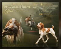 Image 2 of Kutyatenyésztői és alomterv plakát | Stud dog & litter plan advert