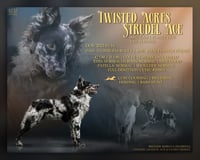 Image 4 of Kutyatenyésztői és alomterv plakát | Stud dog & litter plan advert