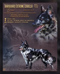 Image 5 of Kutyatenyésztői és alomterv plakát | Stud dog & litter plan advert