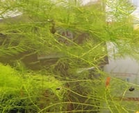 Image 4 of Hornwort