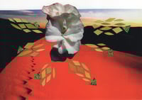 Geranium Post Cards (pack of 5)