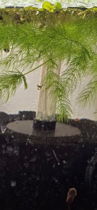 Image 2 of Hornwort