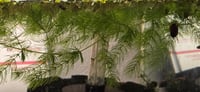 Image 1 of Hornwort