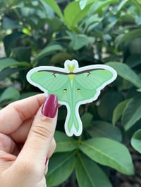 Luna Moth Vinyl Sticker