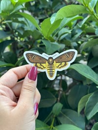 Death’s Head Moth Vinyl Sticker
