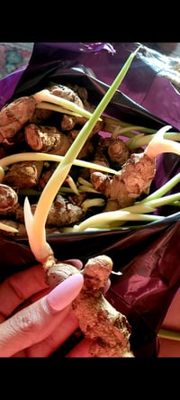 Image 1 of Sprouted Turmeric starters