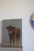 Image of Veau dans un champ