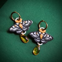 Image 1 of Albino Moth