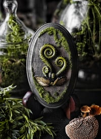 Image 1 of Small family of Fiddleheads