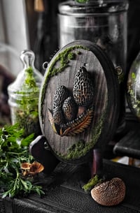 Image 2 of Large Morel Cluster