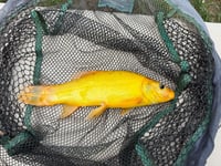 Golden Tench