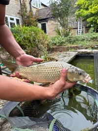 Image 1 of Common Carp