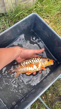 Image 1 of Mirror Koi