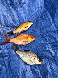 Image 1 of Goldfish