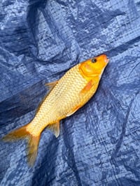 Image 2 of Goldfish