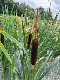 Image 1 of Bulrush