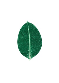 Image 5 of Green Ficus Leaf Print