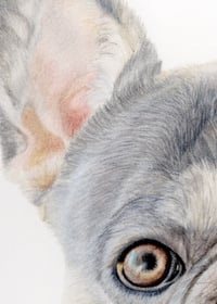 Image 4 of Frenchie - French Bulldog - Original Colored Pencil Dog Portrait