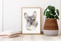 Image 3 of Frenchie - French Bulldog - Original Colored Pencil Dog Portrait
