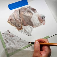 Image 5 of German Short Haired Pointer - Original Colored Pencil Dog Portrait