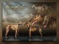 Image 1 of Kutyatenyésztői és alomterv plakát | Stud dog & litter plan advert