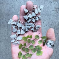 Image 3 of The Forest Understory workshop, October 12-16, 2026