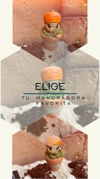 Image 4 of Mini Mandrágoras Zanahoria  (Versión Huerto)