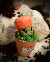 Image 3 of Mini Mandrágoras Zanahoria  (Versión Huerto)