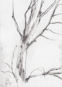 Image 2 of Insch Tree One  - Charcoal on Paper 