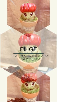 Image 3 of Mini mandrágora tomate (versión huerto)