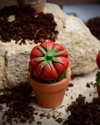 Image 2 of Mini mandrágora tomate (versión huerto)