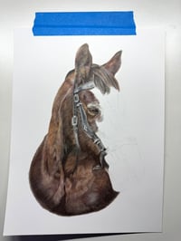 Image 5 of Star - Original Colored Pencil Horse Portrait