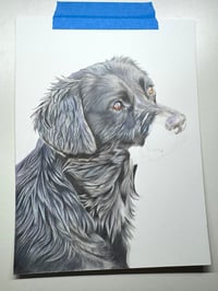 Image 5 of Black Lab - Original Colored Pencil Dog Portrait
