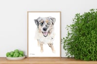 Image 3 of Australian Shepherd - Original Colored Pencil Dog Portrait