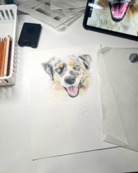 Image 5 of Australian Shepherd - Original Colored Pencil Dog Portrait