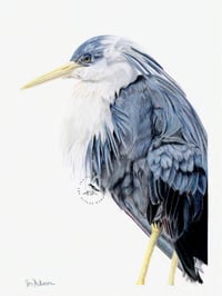 Image 1 of Pied Heron - Original Colored Pencil Portrait