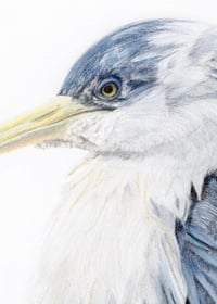 Image 4 of Pied Heron - Original Colored Pencil Portrait