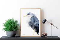 Image 3 of Pied Heron - Original Colored Pencil Portrait