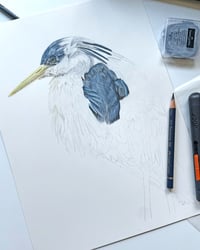 Image 5 of Pied Heron - Original Colored Pencil Portrait