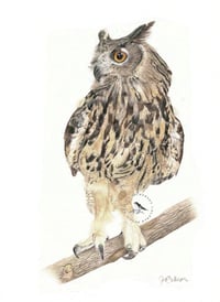 Image 1 of King - Original European Eagle Owl Colored Pencil Portrait