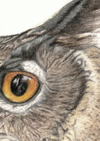 Image 4 of King - Original European Eagle Owl Colored Pencil Portrait