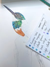 Image 5 of Jacamar - Original Colored Pencil Bird Portrait