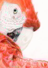 Image 4 of Red Macaw - Original Colored Pencil Bird Portrait