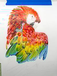 Image 5 of Red Macaw - Original Colored Pencil Bird Portrait