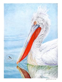 Image 1 of On the Open Seas - Pelican Original Colored Pencil Bird Portrait